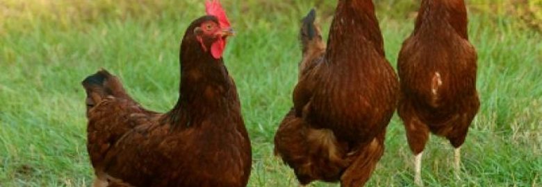 Free Range Rhode Island Red & Other Native Chicken CeBu