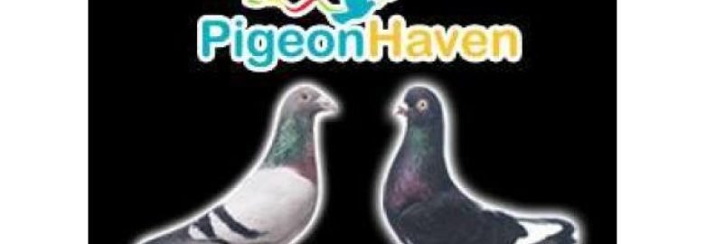 Bio Imported Pigeons