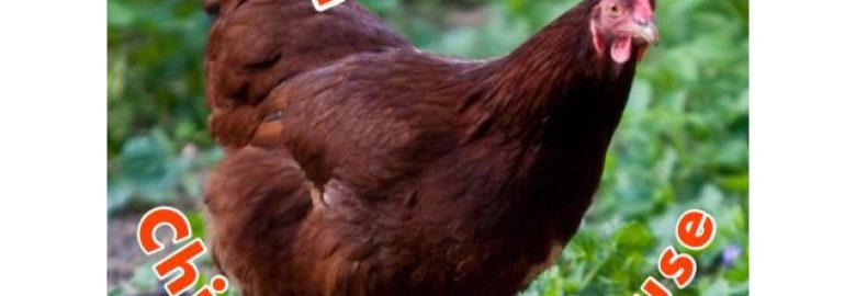 Native Chicken For Sale Pangasinan and La Union by RED Chicks Farm House