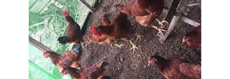 Freerange Chicken/Breeder Cagayan Valley