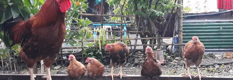 Kabir Chicken ForSale