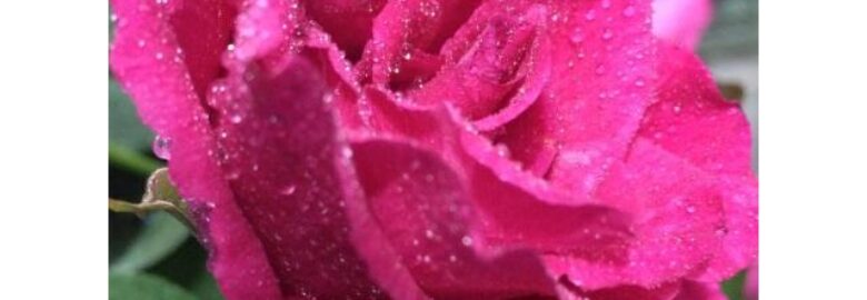AJW Blossoms